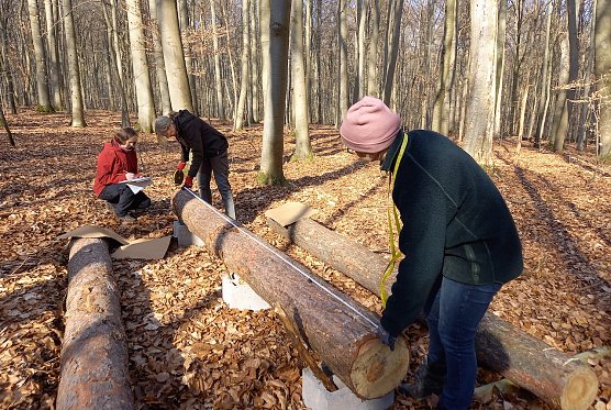 Totholz-Forschungsprojekt (Foto: S. Pompe)