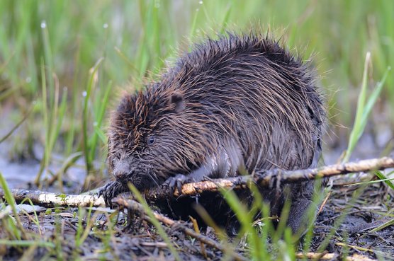 Ein Biber bei der Arbeit (Foto: P. Wächtershäuser) Ein Biber bei der Arbeit (Foto: P. Wächtershäuser)