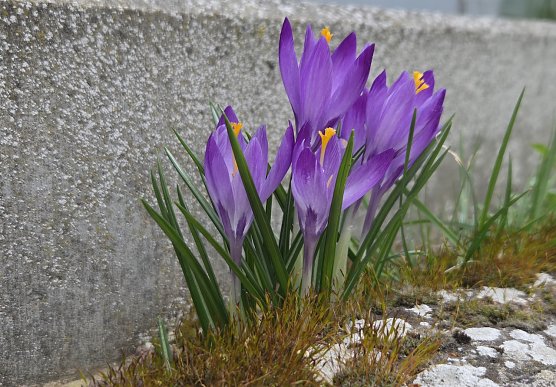 "Fr&uuml;hling versus Beton" (Foto: Dirk Schwarze)