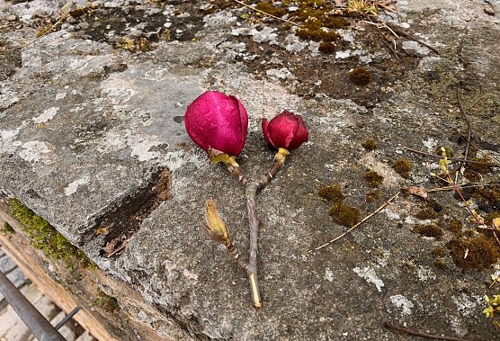Abgerissener Magnolienzweig (Foto: privat)
