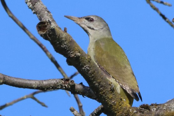 Ein Grauspecht.   (Foto: Thomas M&ouml;lich)