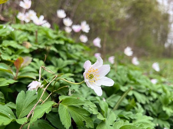 Symbolbild Fr&uuml;hling (Foto: ssc)
