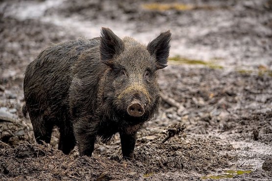 Symbolbild Wildschwein (Foto: Pixabay-ambquinn)