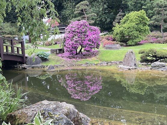 Bild: Bl&uuml;tenpracht in Japanischen garten in Bad Langensalza