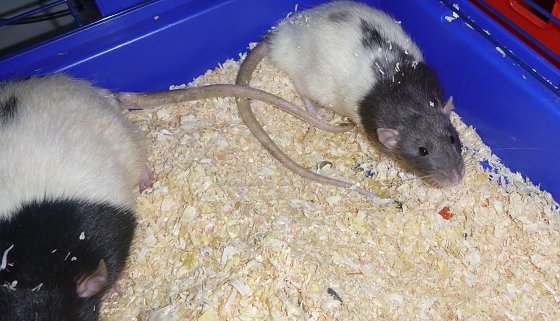 Bild: Stan und Olli