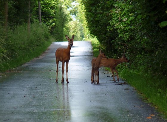 Bild: Vorsicht Wild