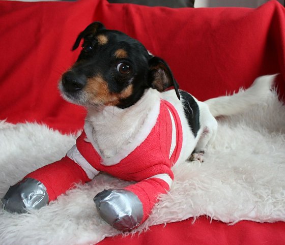 Bild: "Pelle" bekam Hilfe