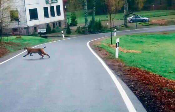 Bild: Luchs, aufgenommen im Mai 2017