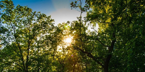 Bild: Es wird sonniger