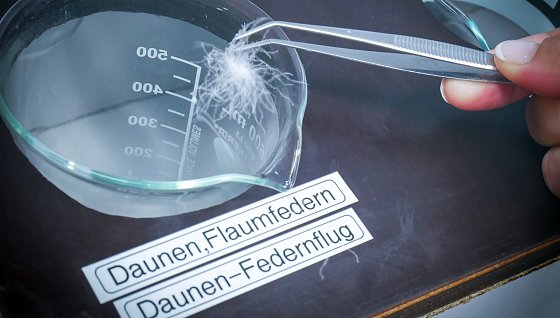 Bild: Daunendecken getestet