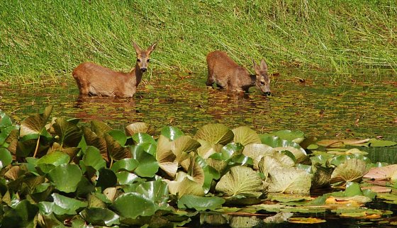Bild: Rehe im Wasser