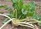 Kohlrabi überwintert Kohlrabi überwintert
