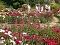 105 Jahre Europa-Rosarium