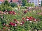 105 Jahre Europa-Rosarium