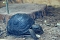 Welt der Reptilien in der Wiedingsburghalle