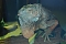 Welt der Reptilien in der Wiedingsburghalle