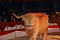 Circus Rolina gastiert in Nordhausen 