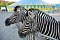 Circus Rolina gastiert in Nordhausen 