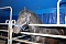 Circus Rolina gastiert in Nordhausen 