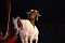 Circus Rolina gastiert in Nordhausen 