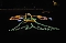 Lichterfest 2009