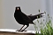 Amsel (Schwarzdrossel)