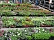 Blumen und mehr