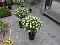 Blumen und mehr