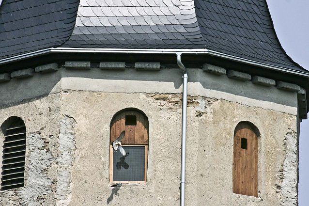 Bild: Turmfalke