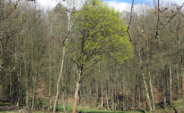 Bild: Baum - Geschenk der Natur