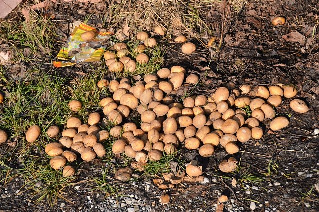Bild:  Woanders wird gehungert und hier werden sogar Kartoffeln in die Landschaft gesch&uuml;ttet.