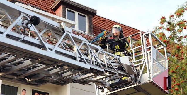 Bild: Papagei befreit
