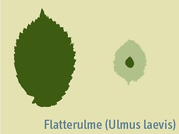 Bild: Blattprofil der Flatterulme