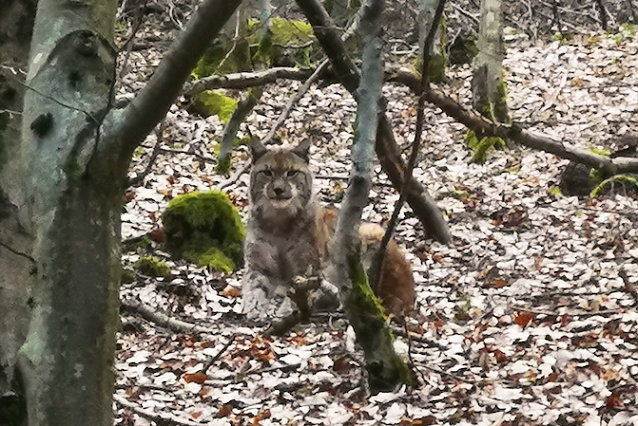 Bild: Der erste Th&uuml;ringer Luchs soll einem Namen bekommen