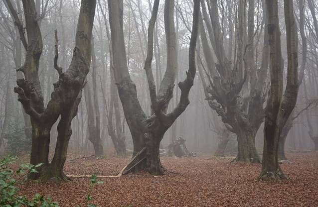 Bild: Mystische Momente im Wald