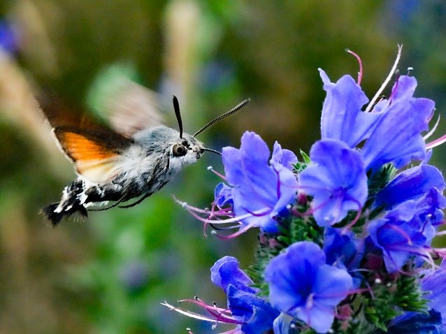 Bild: Taubenschw&auml;nzchen