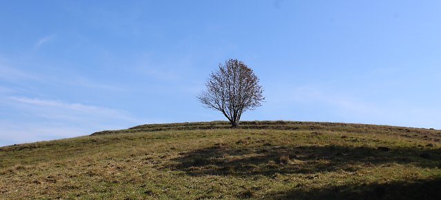 Bild: Harz