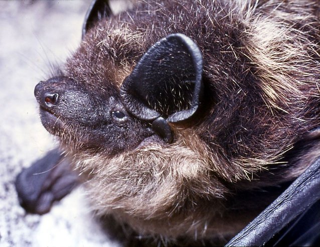 Bild: Nordfledermaus im Harz.