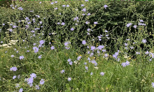 Bild: Blumenwiese