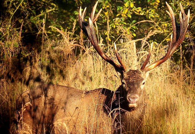 Bild: Ein echter Platzhirsch