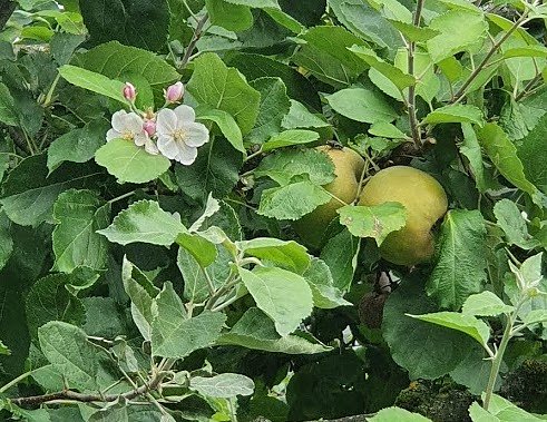Bild: Apfelbaum in S&uuml;lzhayn bl&uuml;ht und tr&auml;gt gleichzeitig