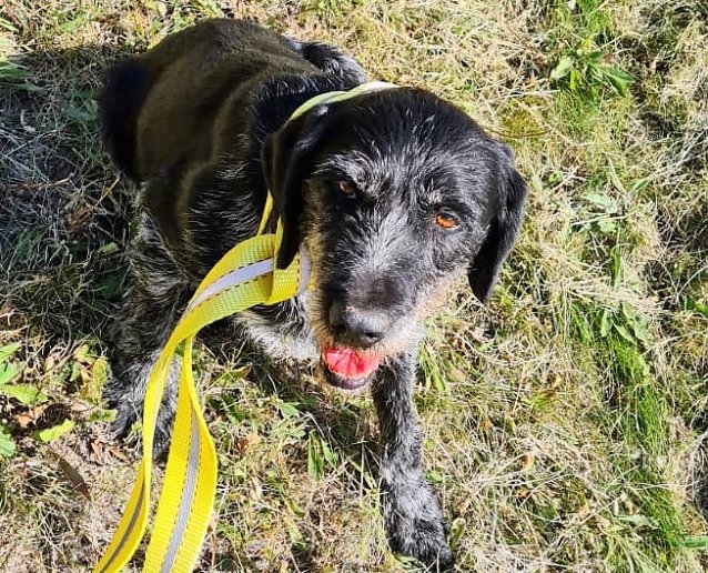 Bild: Geretteter Hund hei&szlig;t jetzt Petro