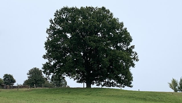 Bild: An der Wolfsm&uuml;hle
