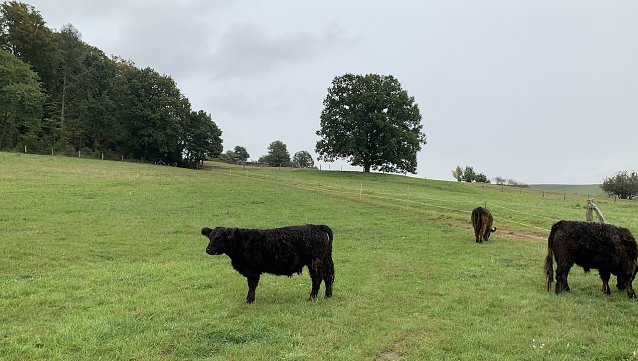 Bild: Wiese an der Wolfsm&uuml;hle