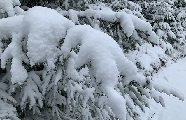 Bild: Winterwald am Neujahrstag