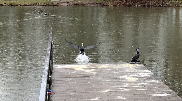 Bild: Kormorane im Nordh&auml;user Stadtpark
