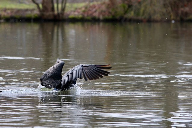 Bild: Kormorane in Nordhausen