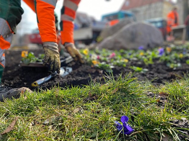 Bild: Fr&uuml;hjahrsbepflanzung in M&uuml;hlhausen