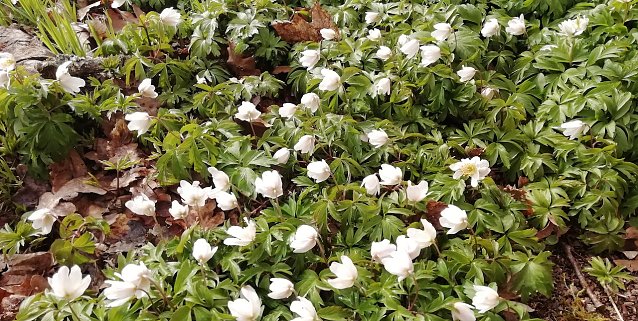 Bild: Der Fr&uuml;hling zeigt sich inzwischen auch in den Hochlagen des Harzes