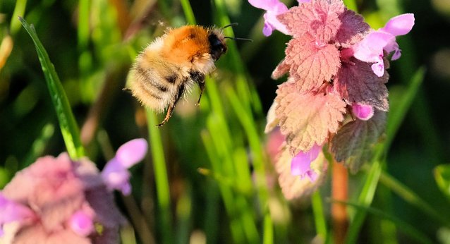 Bild: Hummel im Anflug